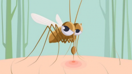 Avez-vous entendu parler de la journée internationale des moustiques ?