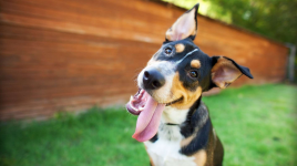 10 faits drôles sur les chiens que les enfants ne savent peut-être pas