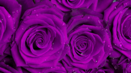 Vive le lilas