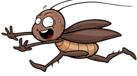 La blatte drôle