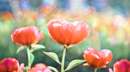 Une petite fleur d'Amour