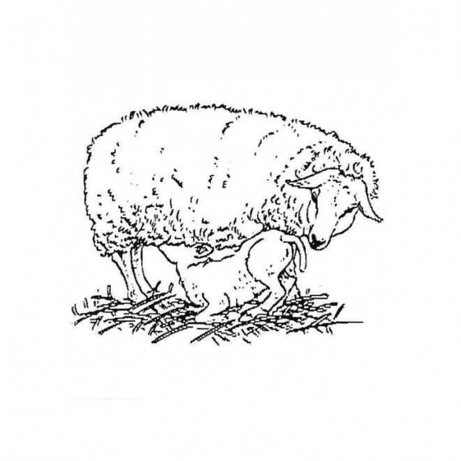 Coloriage et dessins gratuits Jeune agneau soigné par sa mère à imprimer