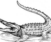 Coloriage Alligator au crayon