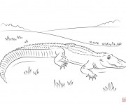 Coloriage Alligator en plein air