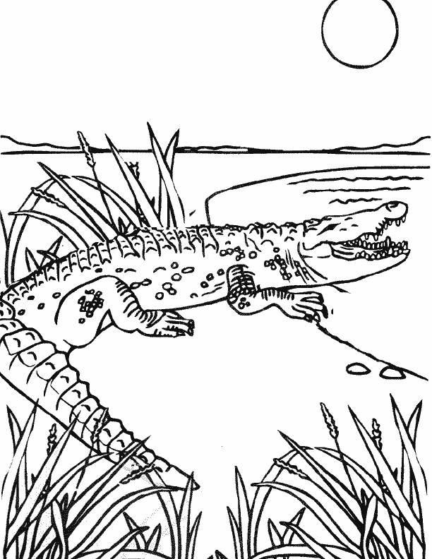 Coloriage et dessins gratuits Alligator entrant dans l'eau à imprimer