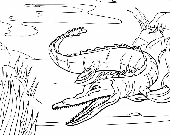 Coloriage et dessins gratuits Alligator féroce dans la rivière à imprimer
