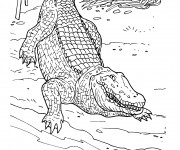 Coloriage Alligator gros