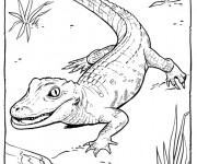 Coloriage Alligator premiers pas