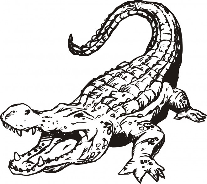 Coloriage et dessins gratuits Crocodile ouvrant sa bouche à imprimer