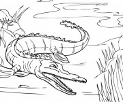 Coloriage Crocodile pas à pas