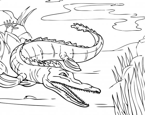 Coloriage et dessins gratuits Crocodile pas à pas à imprimer