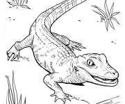 Coloriage Petit Crocodile marche