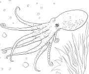 Coloriage Calmar animal de la mer