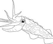 Coloriage Calmar facile animal de la mer