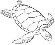 Coloriage La tortue verte de la mer