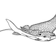 Coloriage Pastenague tachet&eacute;e animal de la mer