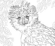 Coloriage Aigle des singes