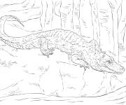 Coloriage Alligator de Chine