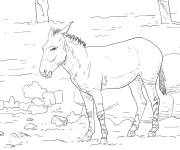 Coloriage Ane de Somalie