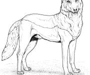 Coloriage Animal Loup rouge