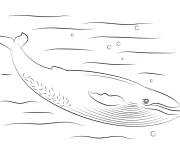 Coloriage et dessins gratuit baleine bleue à imprimer