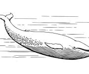 Coloriage et dessins gratuit Baleine grise à imprimer