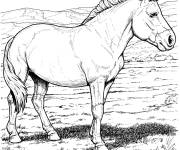 Coloriage Cheval de Przewalski