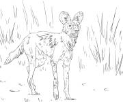Coloriage Chien sauvage d'Afrique