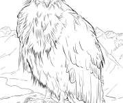 Coloriage Condor de Californie