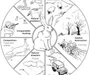 Coloriage Cycle de risque du lapin