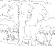 Coloriage El&eacute;phant d'Afrique en danger