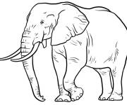 Coloriage &Eacute;l&eacute;phant debout