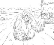 Coloriage Esp&egrave;ce Orang-outan de Sumatra menac&eacute;