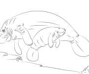 Coloriage et dessins gratuit Famille de Lamentin à imprimer
