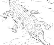 Coloriage Gavial du Gange menac&eacute; d'extinction