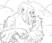 Coloriage Gorille des montagnes