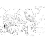 Coloriage Gros &eacute;l&eacute;phant de la savane