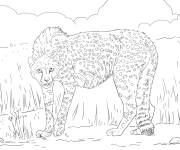 Coloriage Gu&eacute;pard d'Asie menac&eacute;