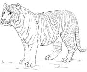 Coloriage Illustration du Tigre de Sumatra