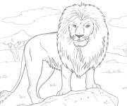 Coloriage Lion d'Afrique