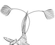 Coloriage et dessins gratuit Loddig&eacute;sie oiseau menac&eacute; à imprimer