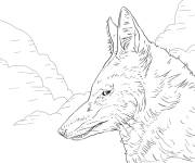 Coloriage Loup d'Abyssinie