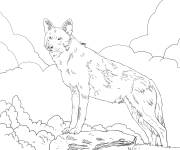 Coloriage Loup d'Am&eacute;rique du Nord menac&eacute; d'extinction