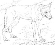 Coloriage Loup rouge d&eacute;taill&eacute;