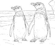 Coloriage Manchots de Humboldt en danger
