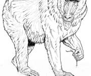 Coloriage Mandrill singe menac&eacute;