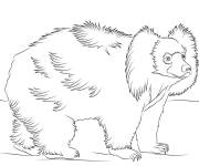 Coloriage Ours paresseux esp&egrave;ce menac&eacute;