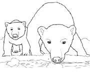 Coloriage Ours polaire avec son petit