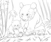 Coloriage Panda famille en cours d'extinction