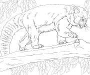Coloriage Panda roux d&eacute;taill&eacute;